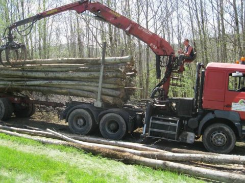 Kaminholz Eiche & Buche 30/33 cm – 50 RM